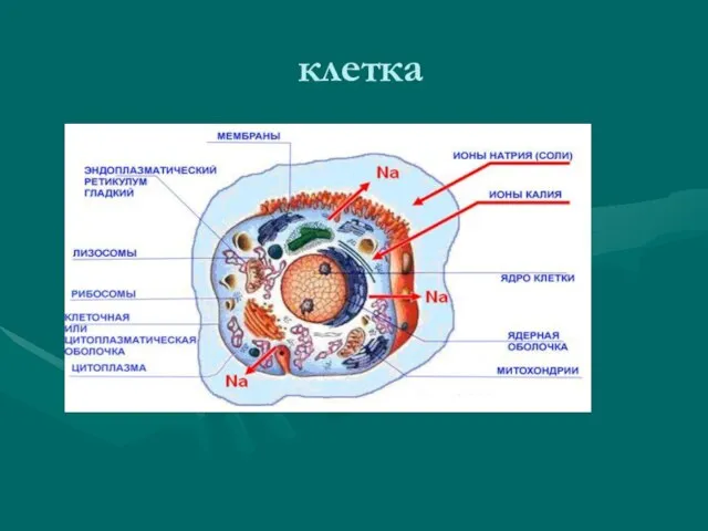 клетка