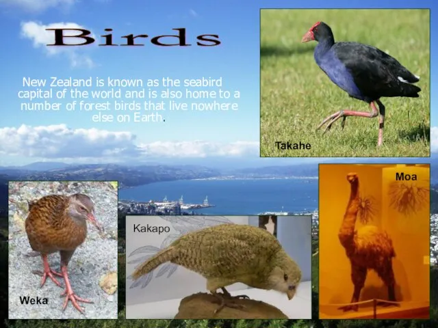 New Zealand is known as the seabird capital of the world and