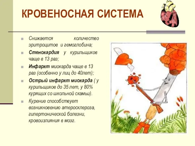 КРОВЕНОСНАЯ СИСТЕМА Снижается количество эритроцитов и гемоглобина; Стенокардия у курильщиков чаще в