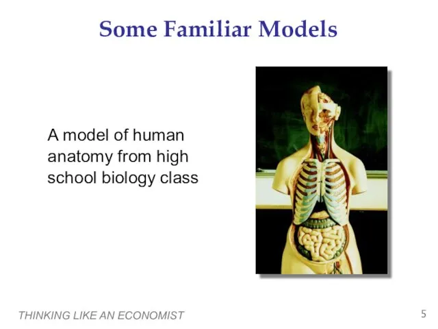 THINKING LIKE AN ECONOMIST Some Familiar Models A model of human anatomy