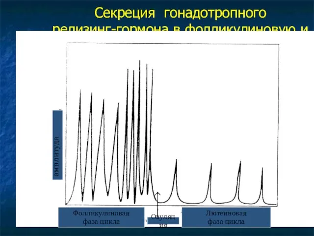 Секреция гонадотропного релизинг-гормона в фолликулиновую и лютеиновую фазы цикла Фолликулиновая фаза цикла