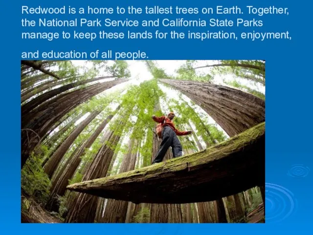 Redwood is a home to the tallest trees on Earth. Together, the