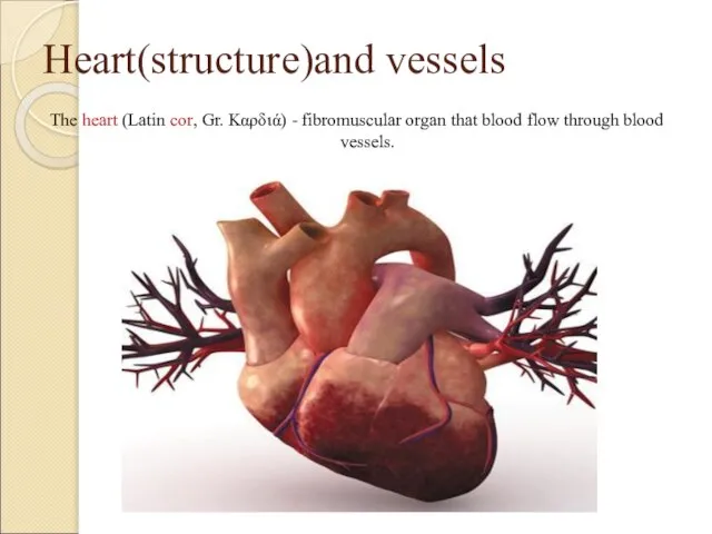 Heart(structure)and vessels The heart (Latin сor, Gr. Καρδιά) - fibromuscular organ that