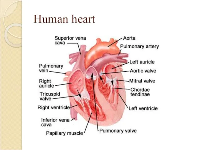 Human heart