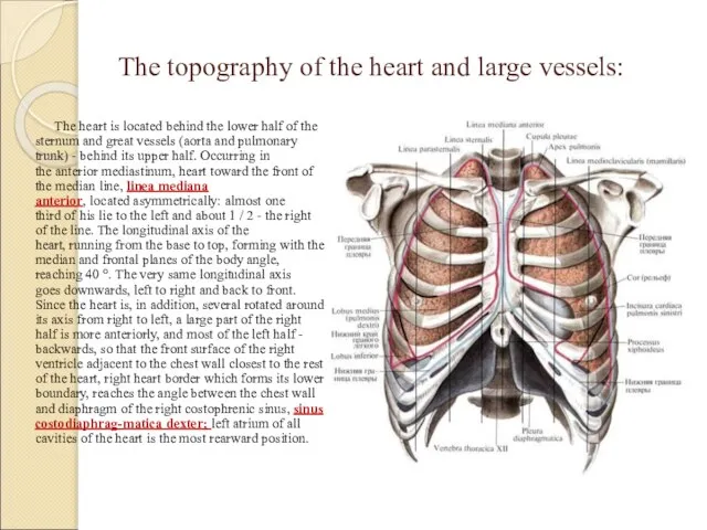 The topography of the heart and large vessels: The heart is located