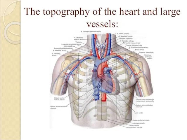 The topography of the heart and large vessels: