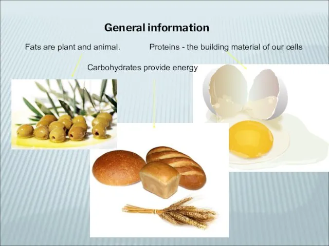 General information Fats are plant and animal. Proteins - the building material