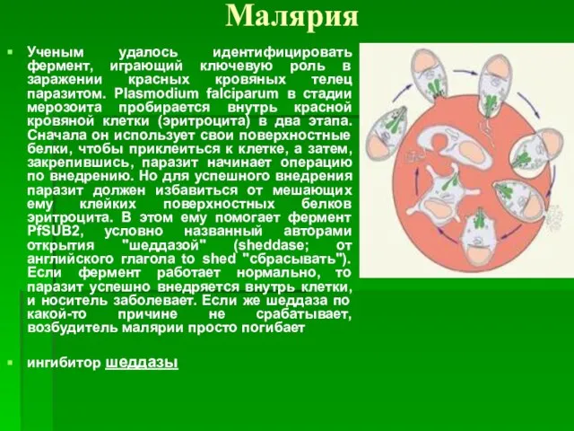 Малярия Ученым удалось идентифицировать фермент, играющий ключевую роль в заражении красных кровяных