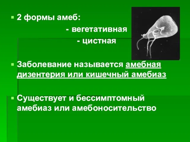 2 формы амеб: вегетативная цистная Заболевание называется амебная дизентерия или кишечный амебиаз