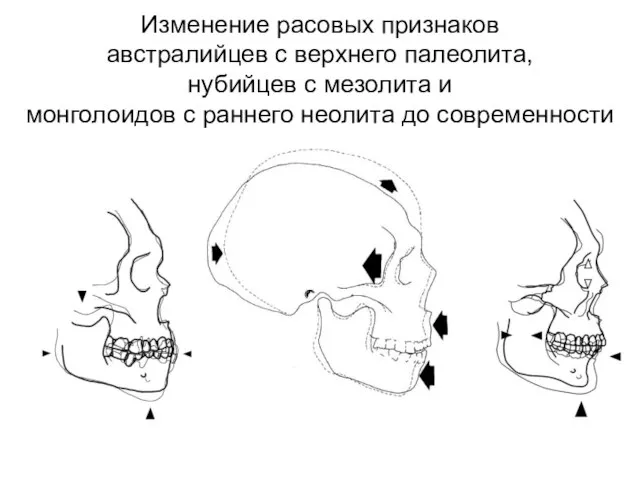 Изменение расовых признаков австралийцев с верхнего палеолита, нубийцев с мезолита и монголоидов