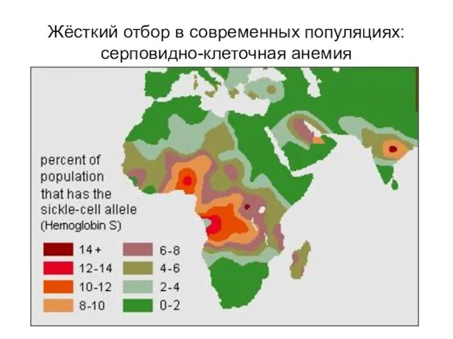 Жёсткий отбор в современных популяциях: серповидно-клеточная анемия