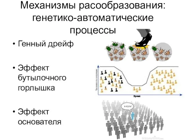 Генный дрейф Эффект бутылочного горлышка Эффект основателя в путь! Механизмы расообразования: генетико-автоматические процессы