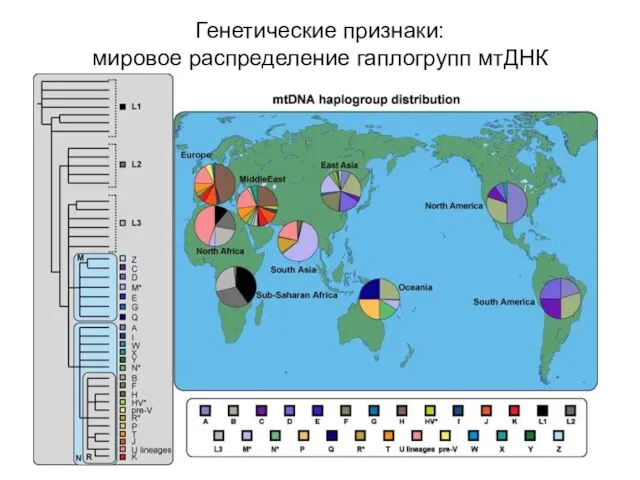 Генетические признаки: мировое распределение гаплогрупп мтДНК