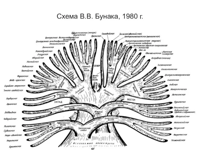 Схема В.В. Бунака, 1980 г.