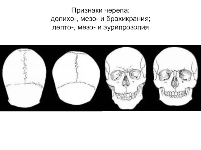Признаки черепа: долихо-, мезо- и брахикрания; лепто-, мезо- и эурипрозопия