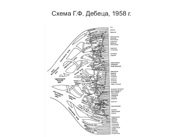 Схема Г.Ф. Дебеца, 1958 г.