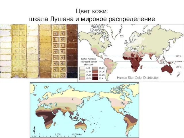 Цвет кожи: шкала Лушана и мировое распределение