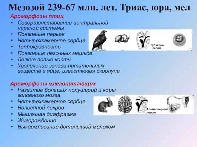 Мезозой 239-67 млн. лет. Триас, юра, мел Ароморфозы птиц Совершенствование центральной нервной