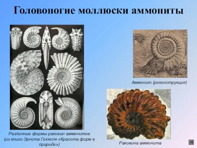 Головоногие моллюски аммониты Различные формы раковин аммонитов (из книги Эрнста Геккеля «Красота