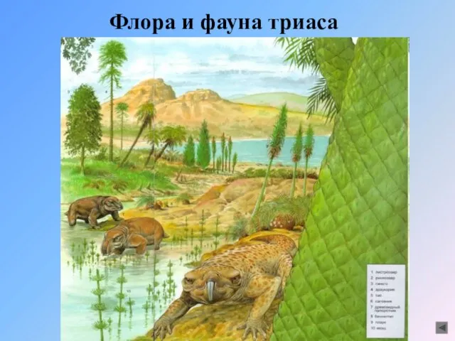 Флора и фауна триаса