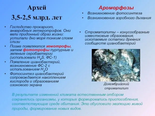 Архей 3,5-2,5 млрд. лет Строматолиты – конусообразные известковые образования, ископаемые остатки древних