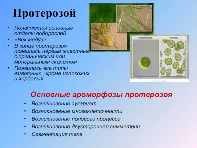 Протерозой Появляются основные отделы водорослей «Век медуз» В конце протерозоя появились первые