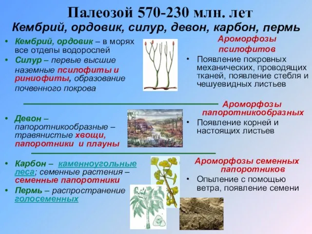 Палеозой 570-230 млн. лет Ароморфозы псилофитов Появление покровных механических, проводящих тканей, появление