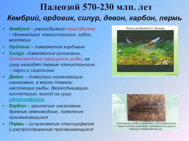 Палеозой 570-230 млн. лет Кембрий – разнообразие трилобитов – древнейших членистоногих, губки,