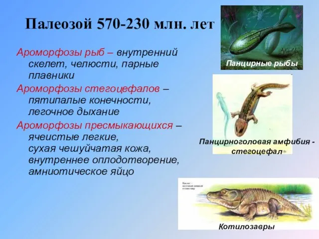 Палеозой 570-230 млн. лет Ароморфозы рыб – внутренний скелет, челюсти, парные плавники