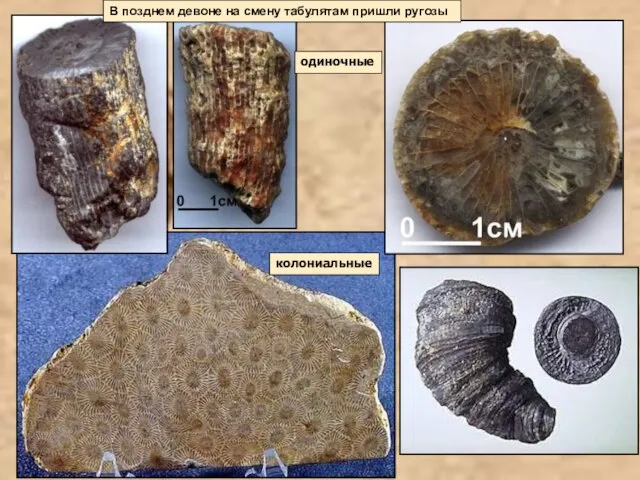 одиночные колониальные В позднем девоне на смену табулятам пришли ругозы