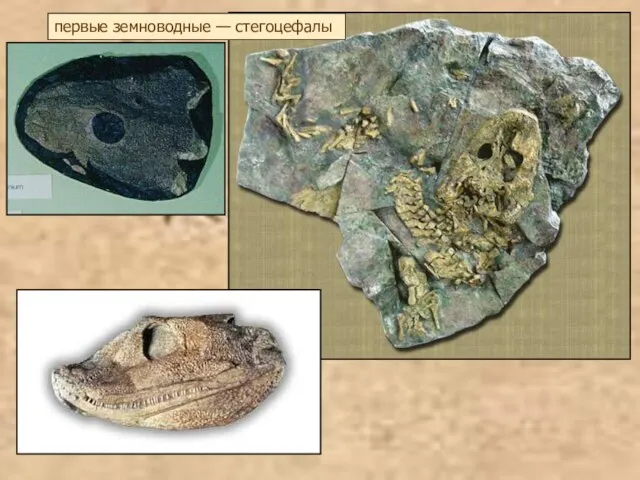 первые земноводные — стегоцефалы