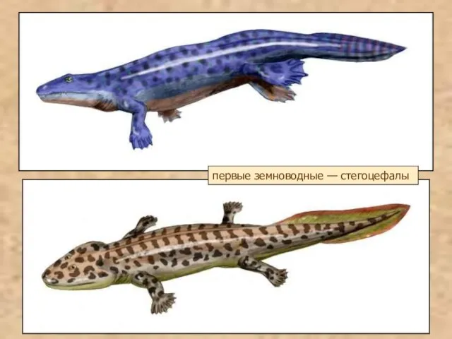 первые земноводные — стегоцефалы