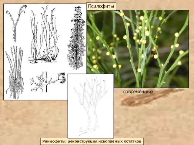 Псилофиты Риниофиты, реконструкция ископаемых остатков современные
