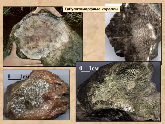 Табулятоморфные кораллы