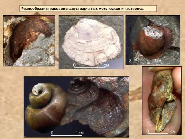 Разнообразны раковины двустворчатых моллюсков и гастропод