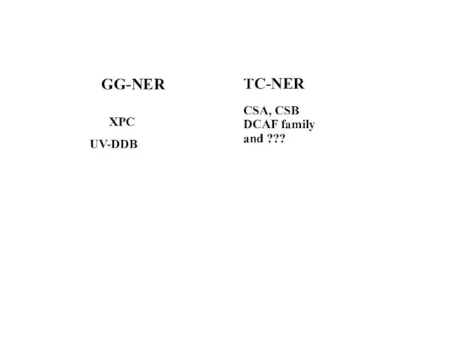 UV-DDB GG-NER XPC TC-NER CSA, CSB DCAF family and ???