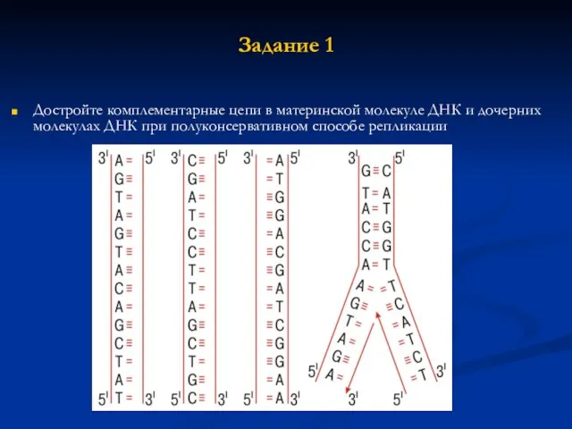 Задание 1 Достройте комплементарные цепи в материнской молекуле ДНК и дочерних молекулах