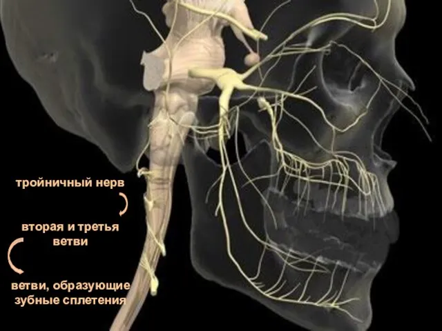 тройничный нерв вторая и третья ветви ветви, образующие зубные сплетения