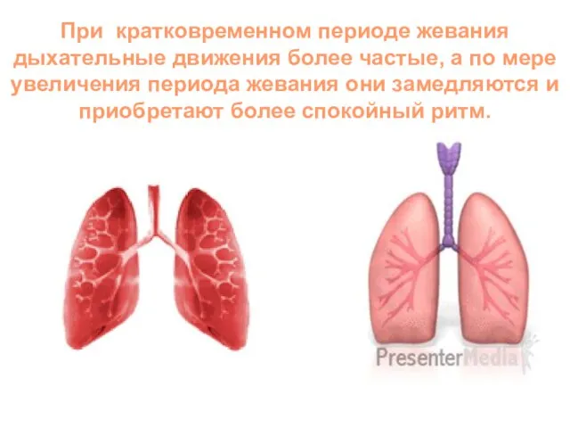 При кратковременном периоде жевания дыхательные движения более частые, а по мере увеличения