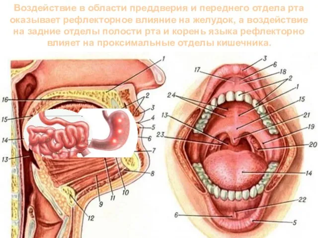 Воздействие в области преддверия и переднего отдела рта оказывает рефлекторное влияние на