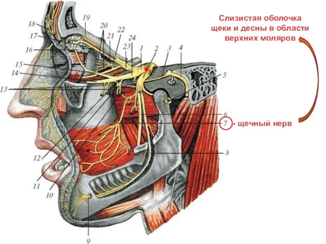 - щечный нерв Слизистая оболочка щеки и десны в области верхних моляров