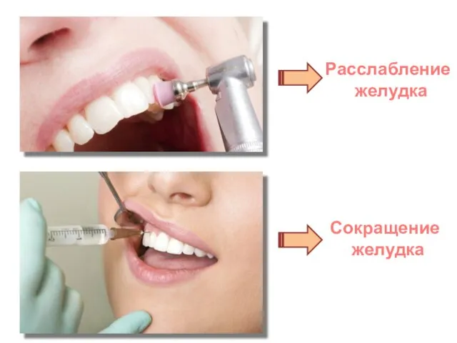 Расслабление желудка Сокращение желудка