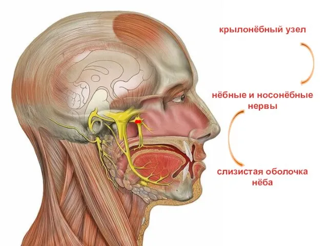 крылонёбный узел нёбные и носонёбные нервы слизистая оболочка нёба