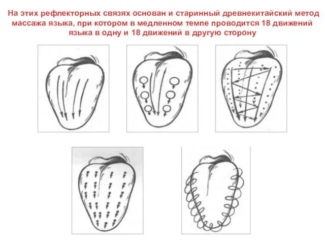 На этих рефлекторных связях основан и старинный древнекитайский метод массажа языка, при