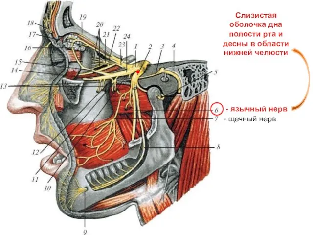 - щечный нерв - язычный нерв Слизистая оболочка дна полости рта и