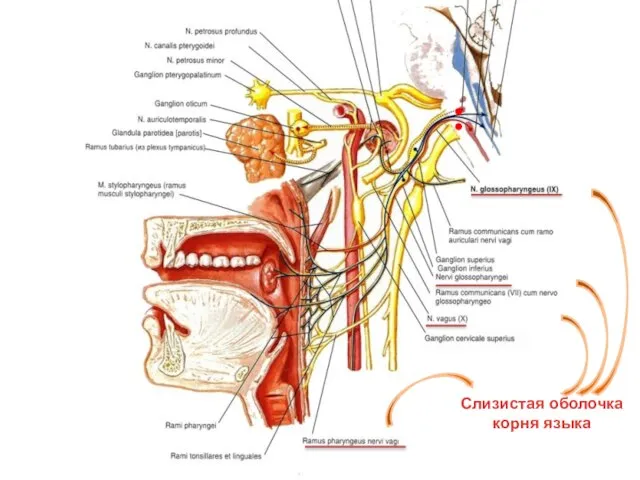 Слизистая оболочка корня языка