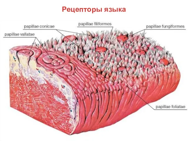 Рецепторы языка