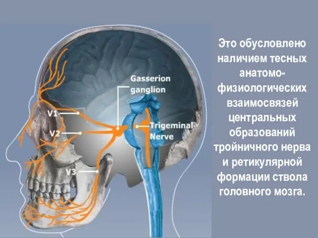 Это обусловлено наличием тесных анатомо-физиологических взаимосвязей центральных образований тройничного нерва и ретикулярной формации ствола головного мозга.