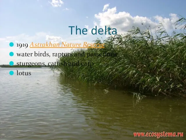 The delta 1919 Astrakhan Nature Reserve water birds, raptors and passerines sturgeons, catfish and carp lotus