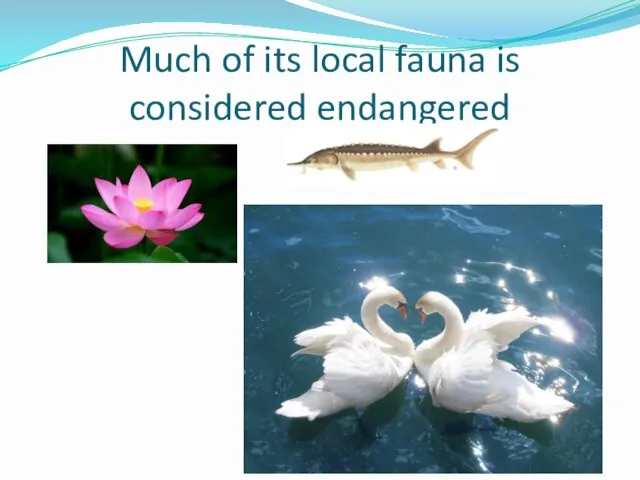 Much of its local fauna is considered endangered